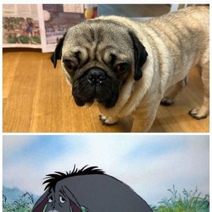 Meet your Posher, Evebutter